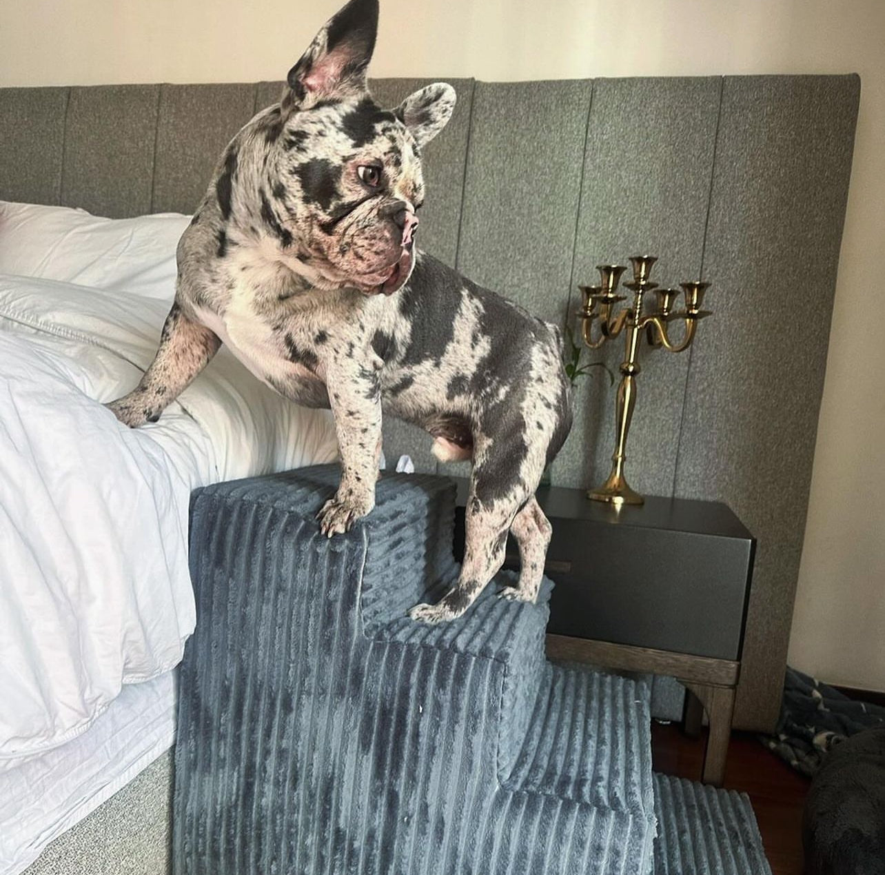 ESCALERA PARA PERRITOS 4 PELDAÑOS